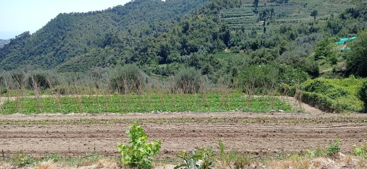 Vecchio Frantoio * Villatella